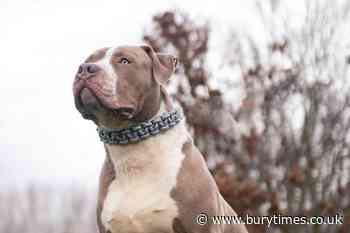 Parts of Bury with most XL Bullies as over 100 registered