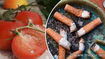 Tomaten und Kartoffeln ungesund? So viel Nikotin steckt in alltäglichen Gemüsesorten
