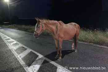 Paard gevonden op straat, eigenaar heeft zich intussen gemeld: “Vermoedelijk probleem met omheining”