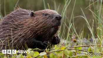 Beavers build 'ideal' habitat for endangered native voles