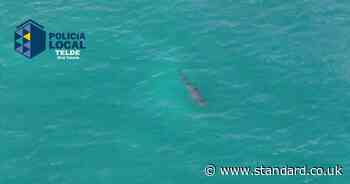 Spanish police share aerial footage of hammerhead shark off Gran Canaria after sighting closes tourist beach