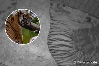 Vier junge Tiger im Allwetterzoo geboren