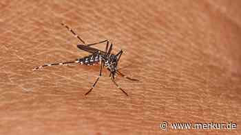 Erhöhtes Risiko, sich in Deutschland mit Dengue-Fieber zu infizieren? Wie man der Erkrankung vorbeugen kann
