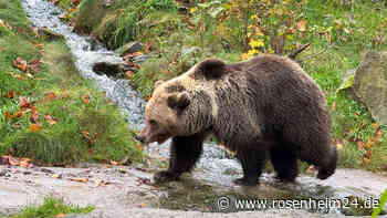 Braunbären in Bayern: Diskussion um Schutzstatus und potenzielle Gefahren