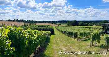 Secret vineyard with wine tasting and craft village