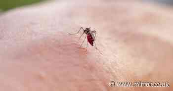 Dengue fever cases soar as plague of tiger mosquitoes hit Europe