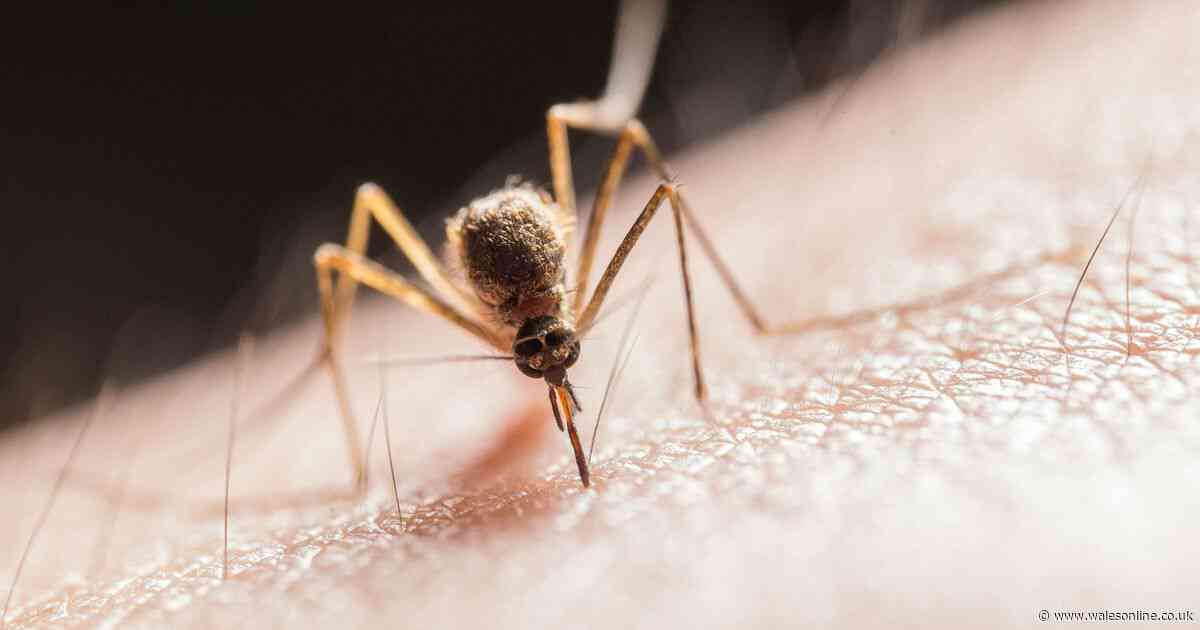 Pharmacist gives mosquito bite warning after Europe alert and explains how to avoid and treat them