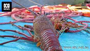 Lobster almost back on China's menu, says trade minister