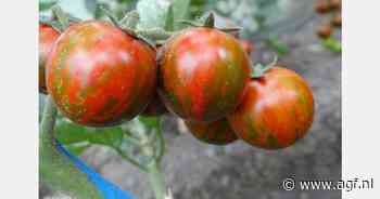 Nieuwe driekleurige cherrytomaat uit Roemenië