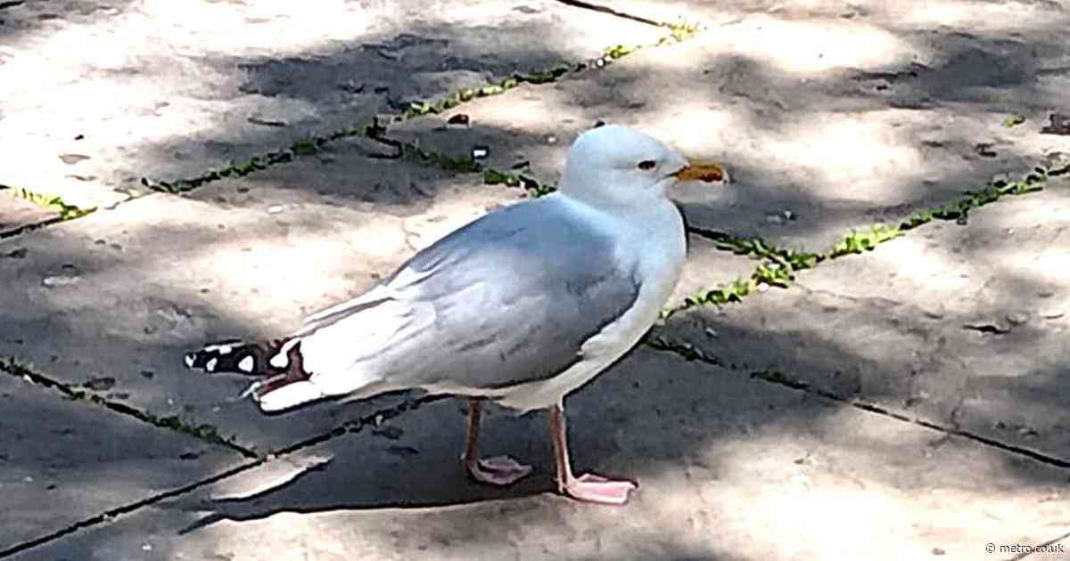 Shoplifting seagull banned for stealing packets of crisps