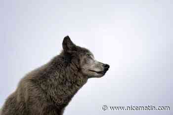 "Une espèce protégée en vertu du droit européen": La justice interdit les tirs contre le loup dans un département français