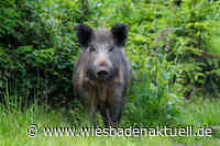 Schweinepest: Auf diese Maßnahmen muss man jetzt in Wiesbaden - Infotelefon geschaltet