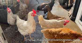 Bird and poultry owners urged to take action after major law change
