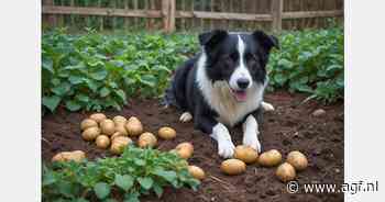 Border Collie helpt laatste aardappels uitgraven