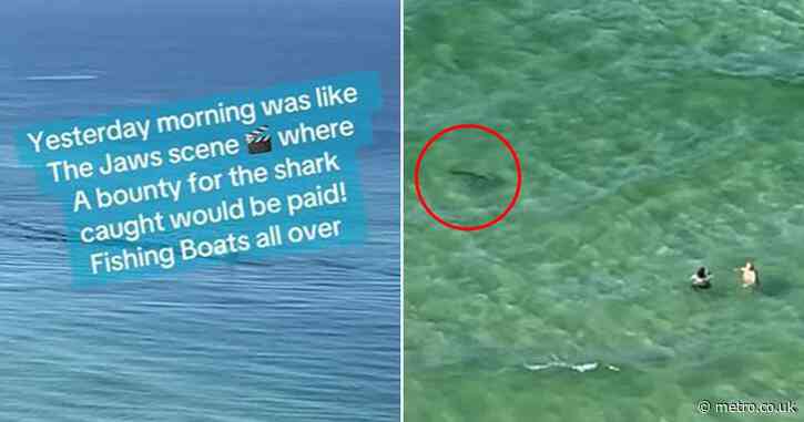 Tourists scream ‘shark’ at swimmers with no idea predator is circling them