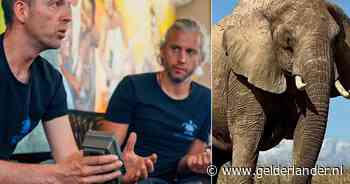 Haagse nerds helpen olifanten: bulderende Celine Dion voorkomt botsing met dorpeling