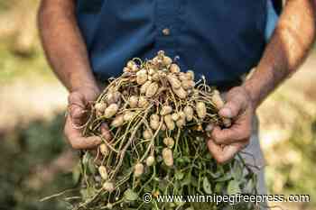 You don’t have to live in the tropics to grow peanuts