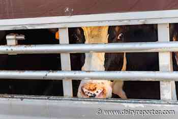 US bill seeks to bolster animal welfare of livestock in transit