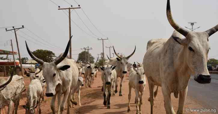 Yusuf donates 12 cows to prison inmates to give them 'sense of belonging'