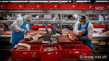 China schlägt zurück: Die Regierung prüft Strafzölle auf Schweinefleisch aus der EU