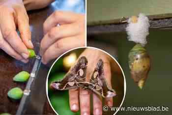 Na 10 jaar Vlindertuin in Zoo Antwerpen, nu ook eentje in Planckendael: “De blauwe morphovlinders zijn echte publiekslievelingen”