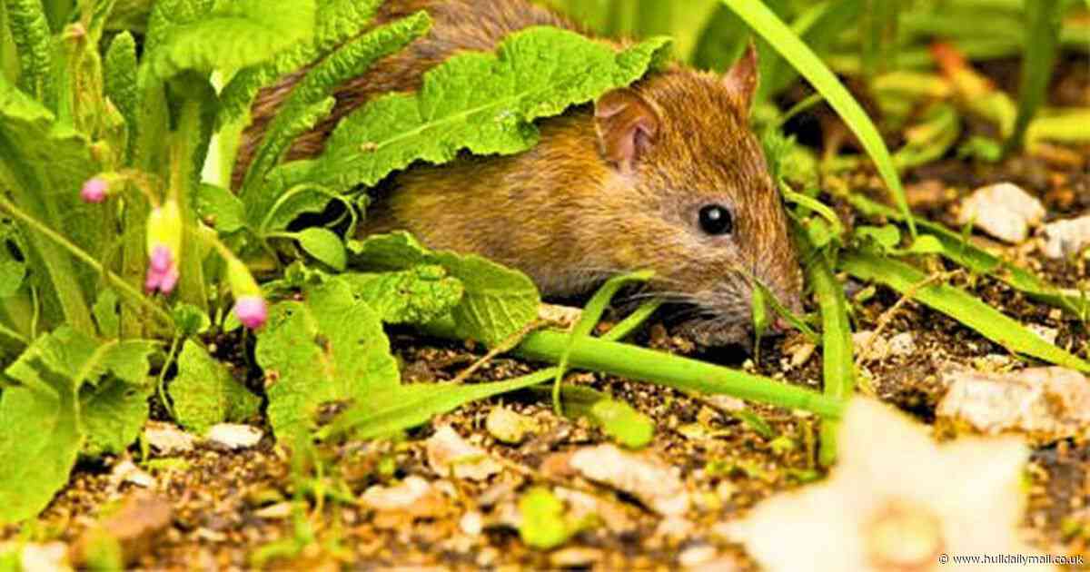 Expert reveals five plants to keep rats away from your garden this summer