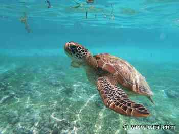 Beachgoers rescue injured sea turtle in Myrtle Beach