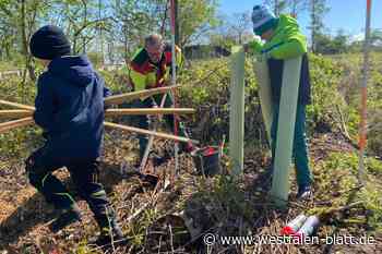 Stadtwald in Warburg: Schüler helfen beim Aufforsten