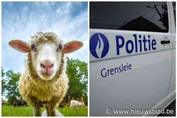 Politiezones Grensleie en Arro Ieper nemen 25 (!) schapen uit voertuigen in beslag tijdens Offerfeest