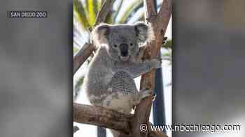 Koalas debut at Brookfield Zoo Chicago for first time ever