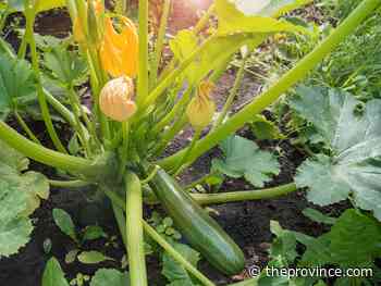 A second seeding of zucchini plants may be needed