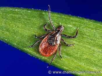 New risk area in Chatham-Kent for blacklegged ticks; new online reporting launched