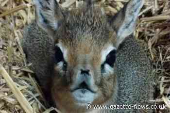 Here is what you named new baby Dik-Dik at Colchester Zoo