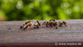 Ameisen aus dem Garten vertreiben: Diese sechs Hausmittel helfen Ihnen dabei