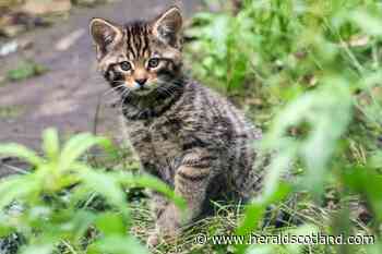 Birth of wildcat kittens in England sparks hope for rare survival