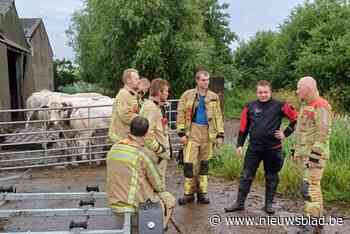 Vier koeien belandden in vijver, eentje van hen valt reddende brandweermannen aan