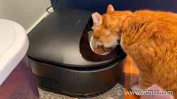 My cat loves this automatic wet food feeder, and it's on sale right now