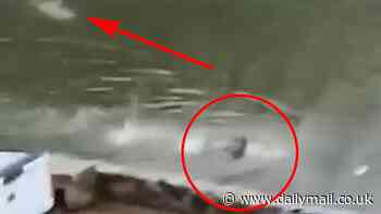 Terrifying moment man is chased by a crocodile while swimming in a lagoon