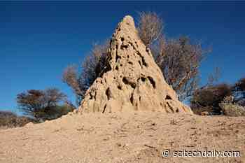 “Astonishing” Discovery – 34,000-Year-Old Inhabited Termite Mounds Discovered in South Africa