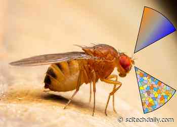 Tiny Antennae, Big Discoveries: How Fruit Flies Use Less to Sense More