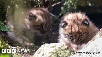'Adorable' lynx kittens born at Cornish Zoo