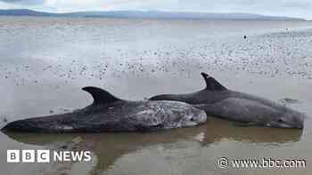 Rescuer's relief as stranded Lough Foyle dolphins saved