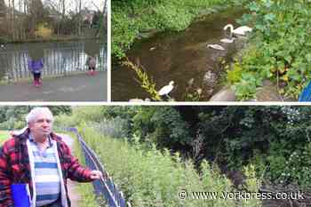 Hull Road Park beck 'renaturalisation' defended by officials