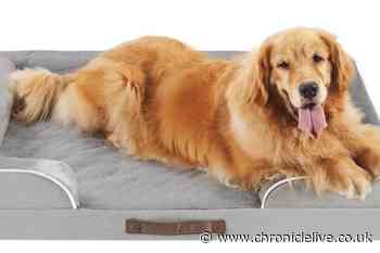 Amazon cuts price of memory foam dog bed that pet owners are loving to £42 in limited time deal