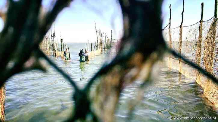 Eeuwenlange traditionele ansjovisvangst eindigt na weer een jaar zonder vis