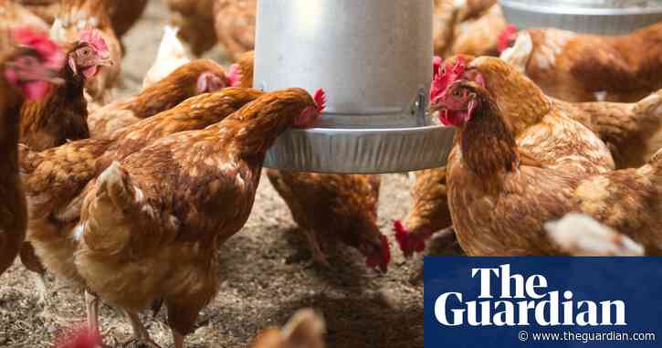 Bird flu detected at egg farm in Sydney’s Hawkesbury