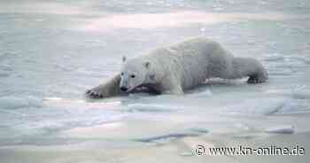 Immer mehr eisfreie Tage: Klimawandel bedroht Eisbären-Population in Kanada