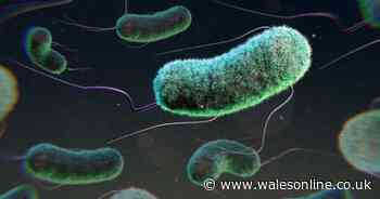 E. coli outbreak scientists 'confident' they have discovered source of contamination