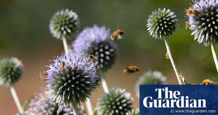 ‘I have seen the decline’: pesticides linked to falling UK insect numbers