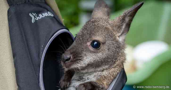 Tierpfleger zieht Känguru-Baby Mathilda auf